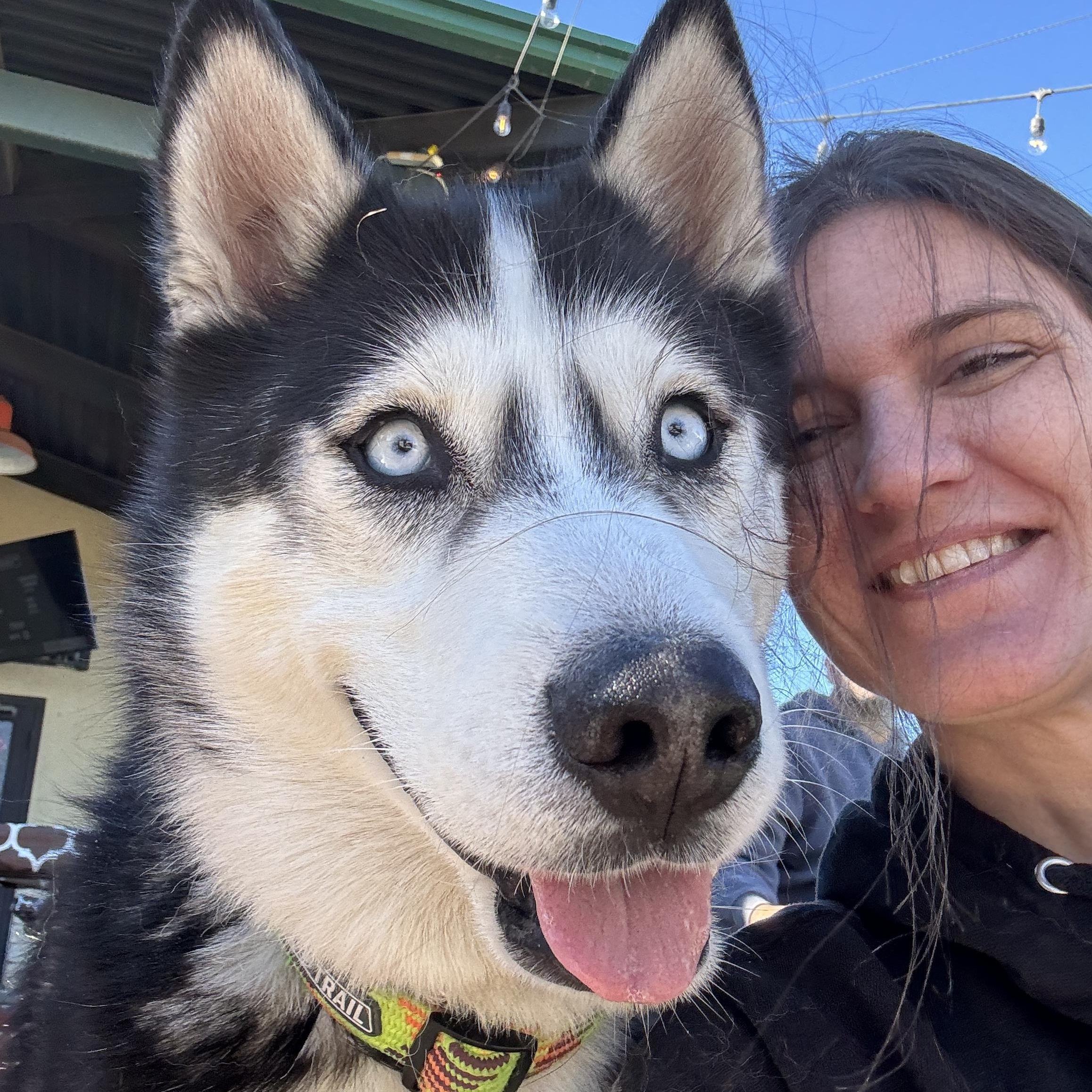 Enlarge Tuff, an adoptable Siberian Husky in Scottsdale, AZ image 2/6