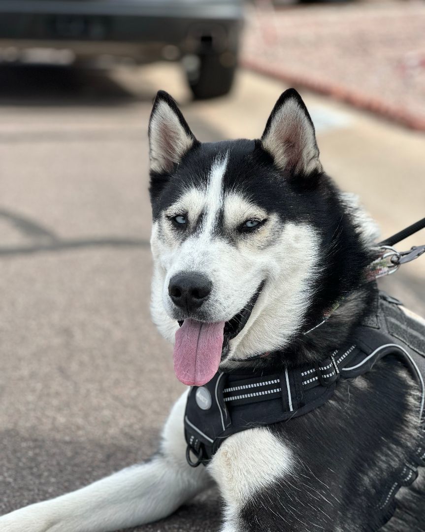 Enlarge Tuff, an adoptable Siberian Husky in Scottsdale, AZ image 6/6