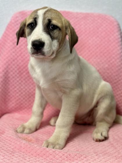 Pinkie, adopted, Puppy Female Border Collie.