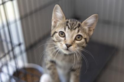 Enlarge 05745B Tupperware Petsmart Summerville, a Adoptable mixed breed in North Charleston, SC image 1/3