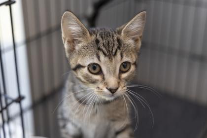 Enlarge 05745B Tupperware Petsmart Summerville, a Adoptable mixed breed in North Charleston, SC image 2/3
