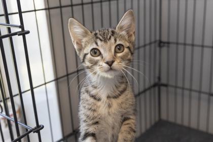 Enlarge 05745B Tupperware Petsmart Summerville, a Adoptable mixed breed in North Charleston, SC image 3/3