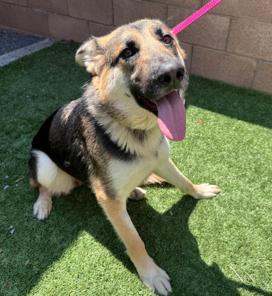 URGENT! Please save me! I'm on the deadline list  CARYN #A542083