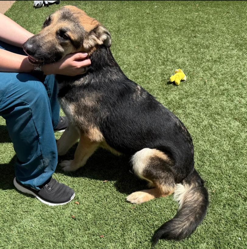 URGENT! Please save me! I'm on the deadline list  CARYN #A542083