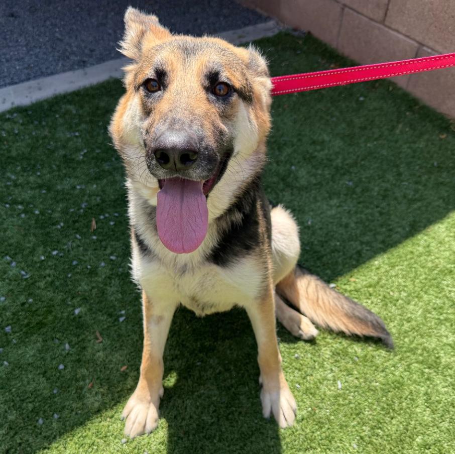 URGENT! Please save me! I'm on the deadline list  CARYN #A542083