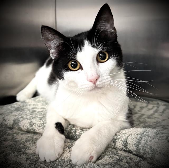 Enlarge JANET*, a Adoptable Domestic Short Hair in Santa Cruz, CA image 1/1