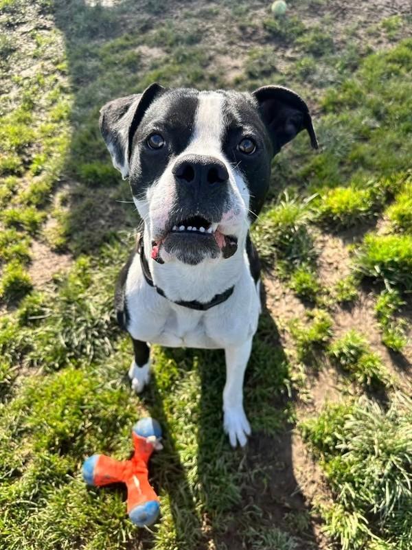 Enlarge Apollo, a Adoptable mixed breed in Salem, OR image 1/1