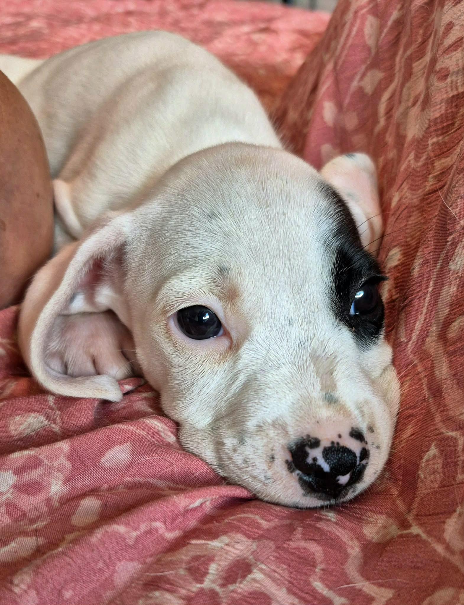 Petey photo
