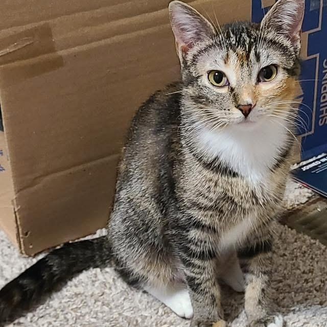 Pippi & Mau, ADOPTABLE, Young Female Domestic Short Hair.