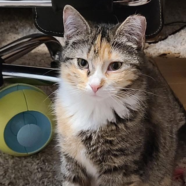 Enlarge Pippi & Mau, a ADOPTABLE Domestic Short Hair in Manhattan, KS image 2/2