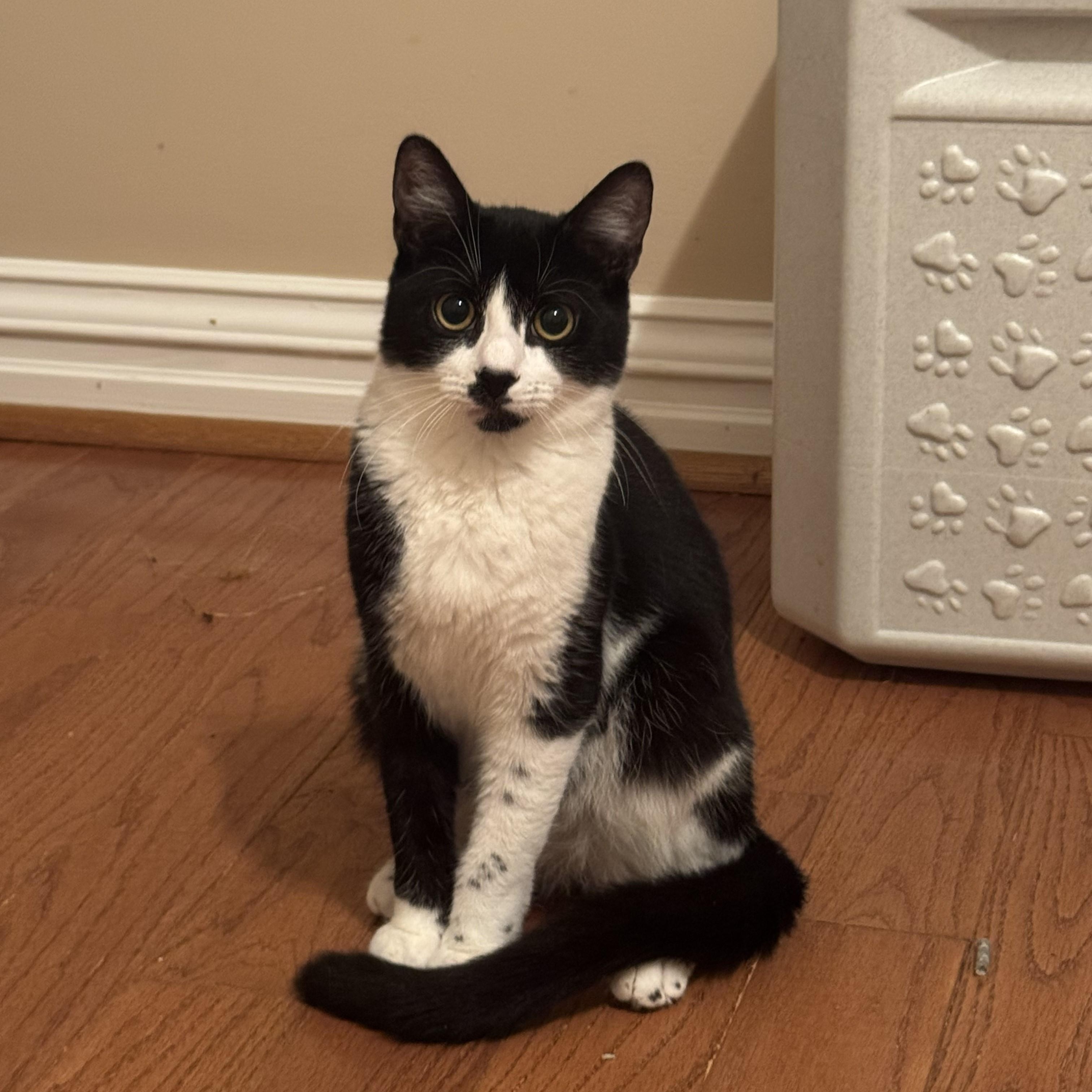 Foxy, Adoptable, Kitten Female Domestic Short Hair.