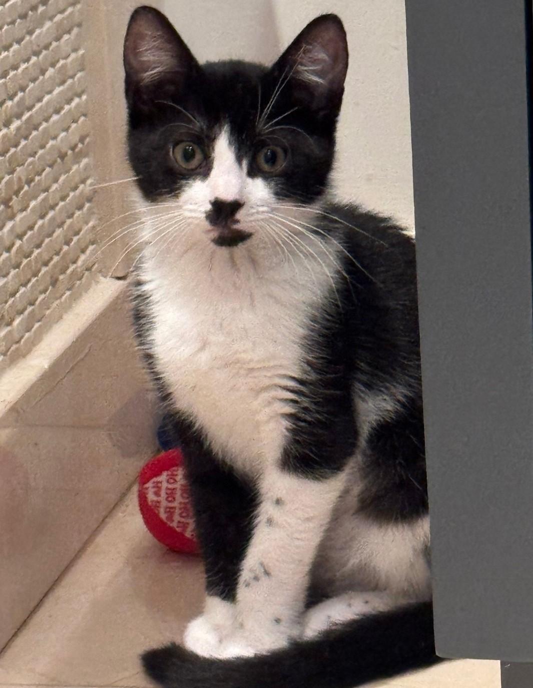 Enlarge Foxy, a Adoptable Domestic Short Hair in Staten Island, NY image 3/4