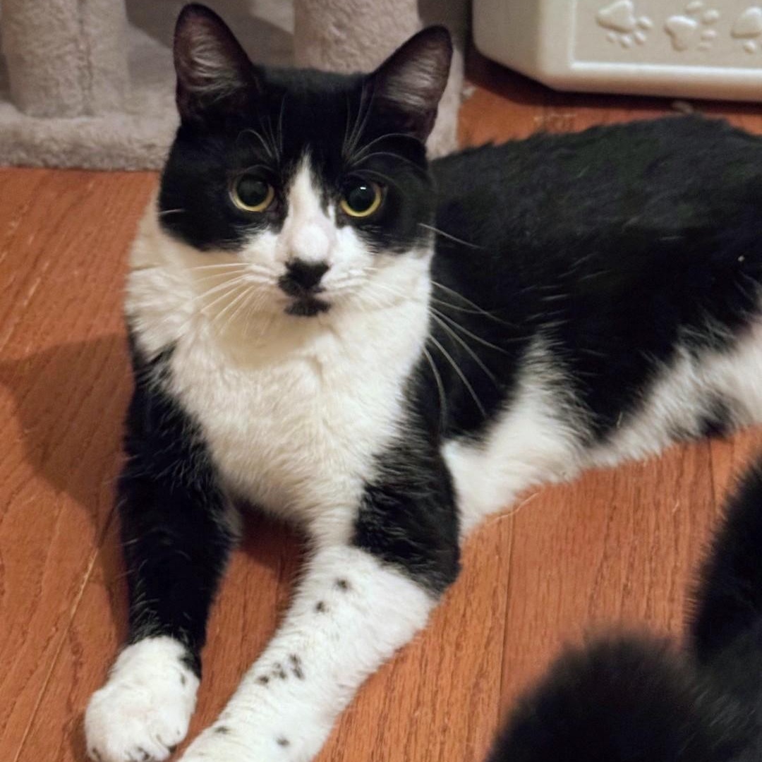 Enlarge Foxy, a Adoptable Domestic Short Hair in Staten Island, NY image 3/5