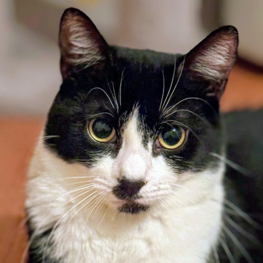 Enlarge Foxy, a Adoptable Domestic Short Hair in Staten Island, NY image 4/5