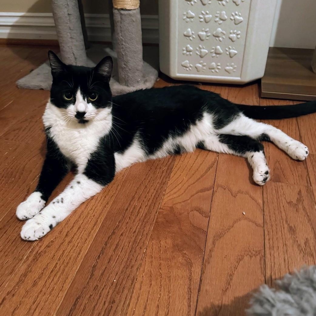 Enlarge Foxy, a Adoptable Domestic Short Hair in Staten Island, NY image 2/5