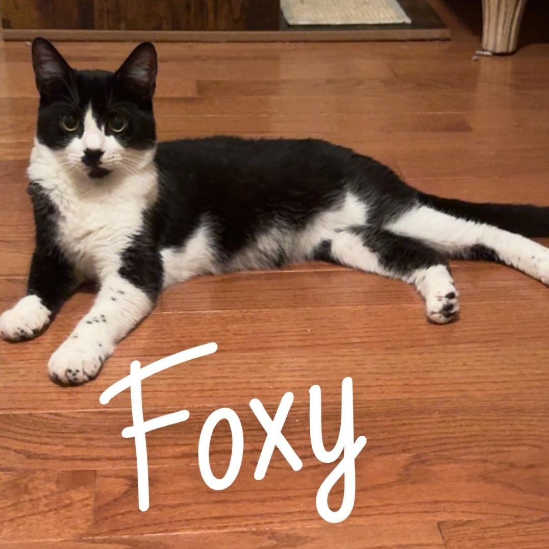 Foxy, Adoptable, Young Female Domestic Short Hair.