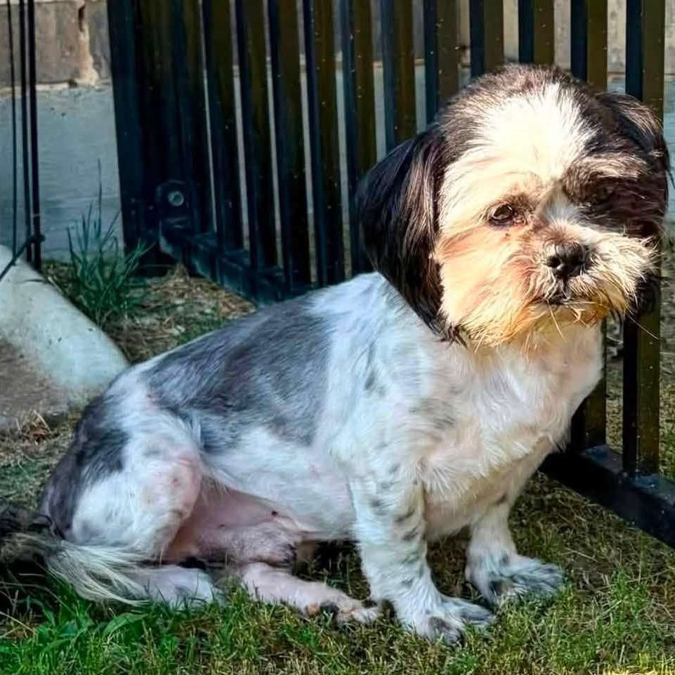 Corduroy Miller, Adoptable, Adult Male Shih Tzu.