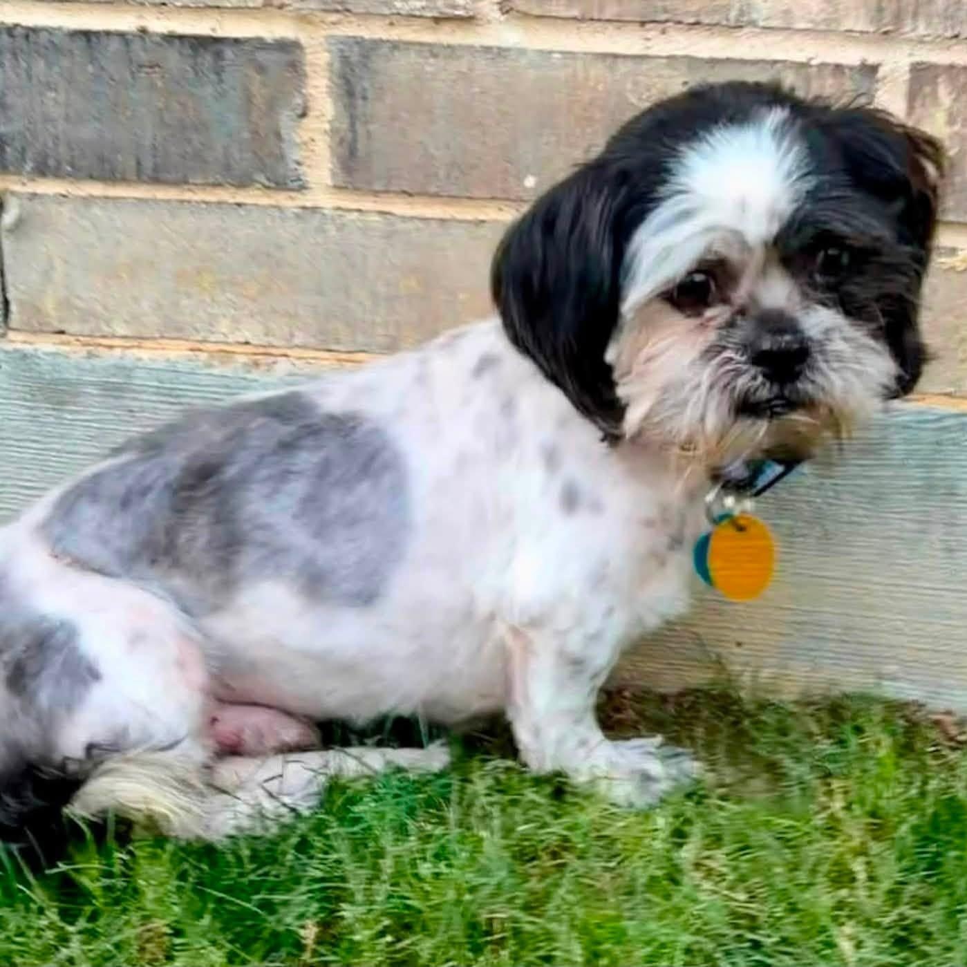 Enlarge Corduroy Miller, a Adoptable Shih Tzu in Plano, TX image 2/2