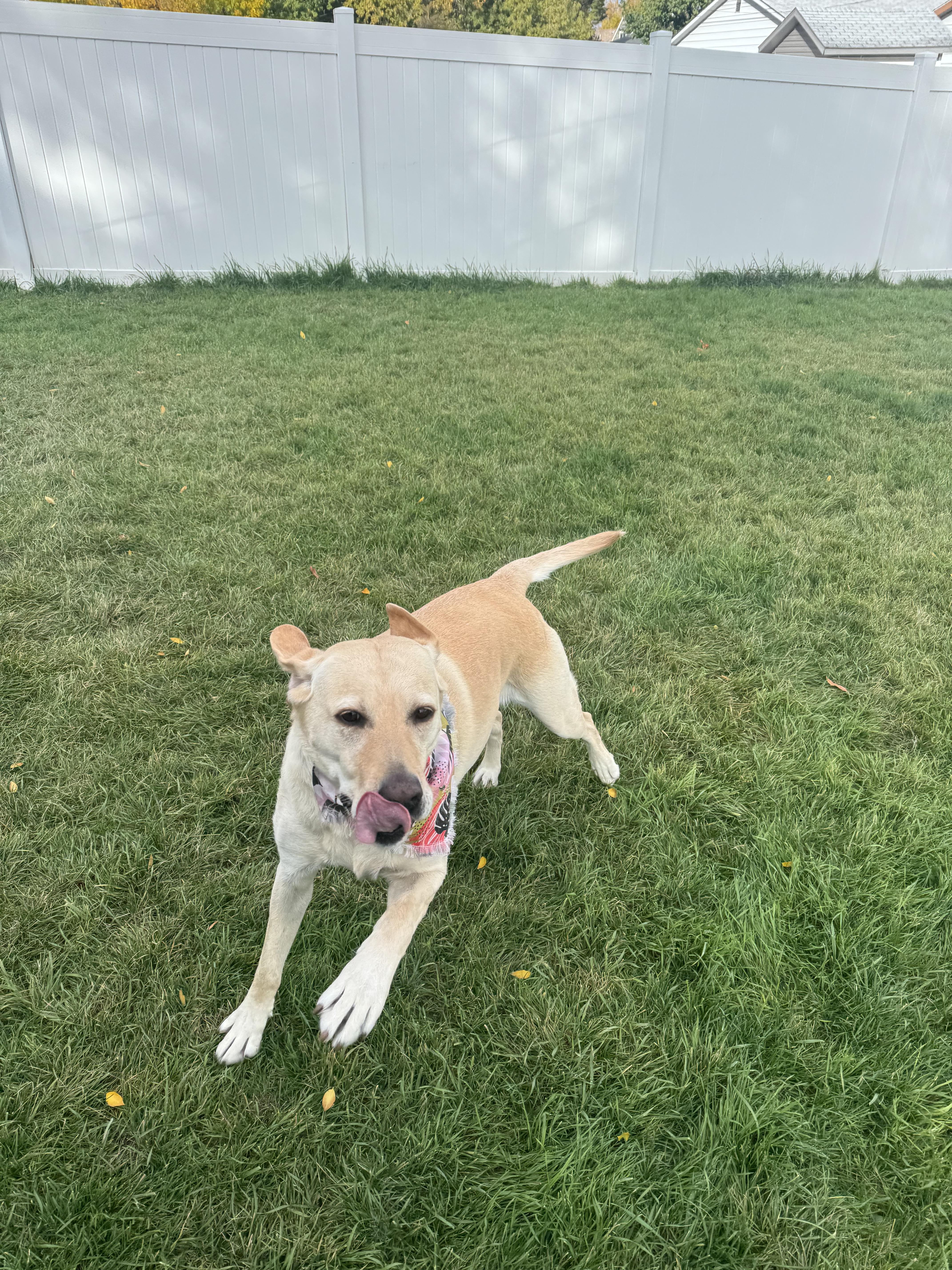 Akio (A-key-o), a Adoptable Yellow Labrador Retriever in Pocatello, ID image 1/6