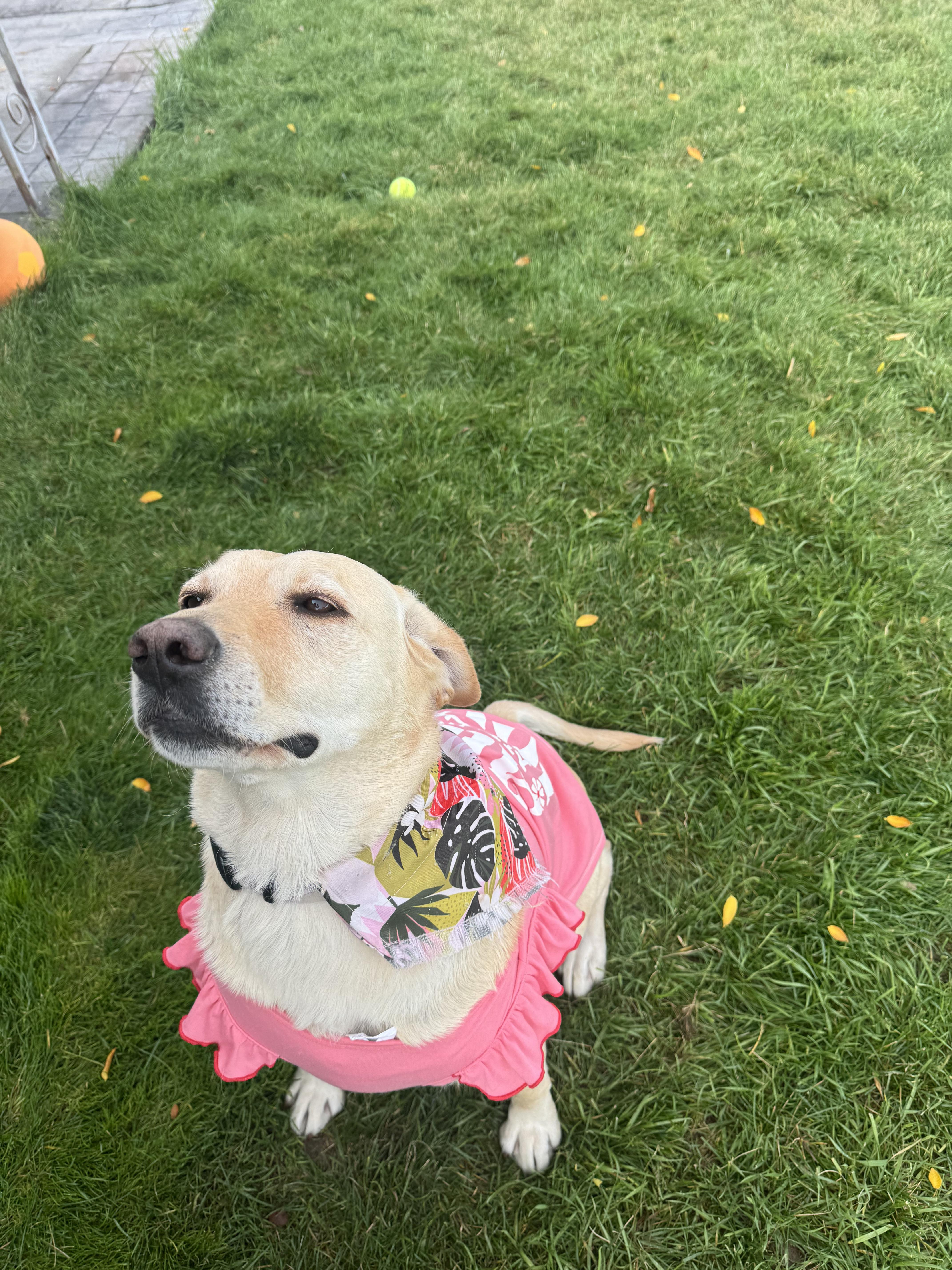 Akio (A-key-o), a Adoptable Yellow Labrador Retriever in Pocatello, ID image 2/6