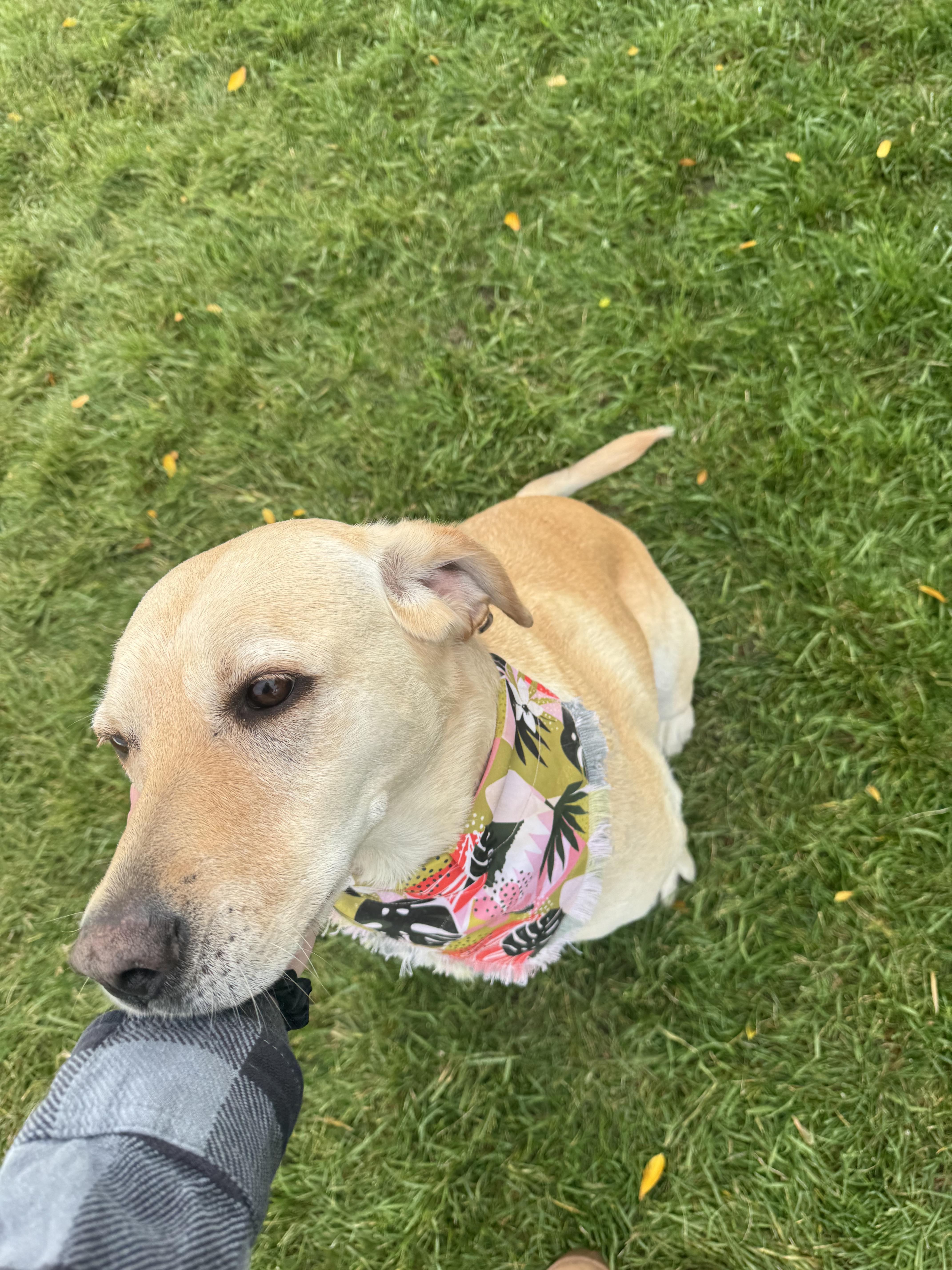 Akio (A-key-o), a Adoptable Yellow Labrador Retriever in Pocatello, ID image 3/6