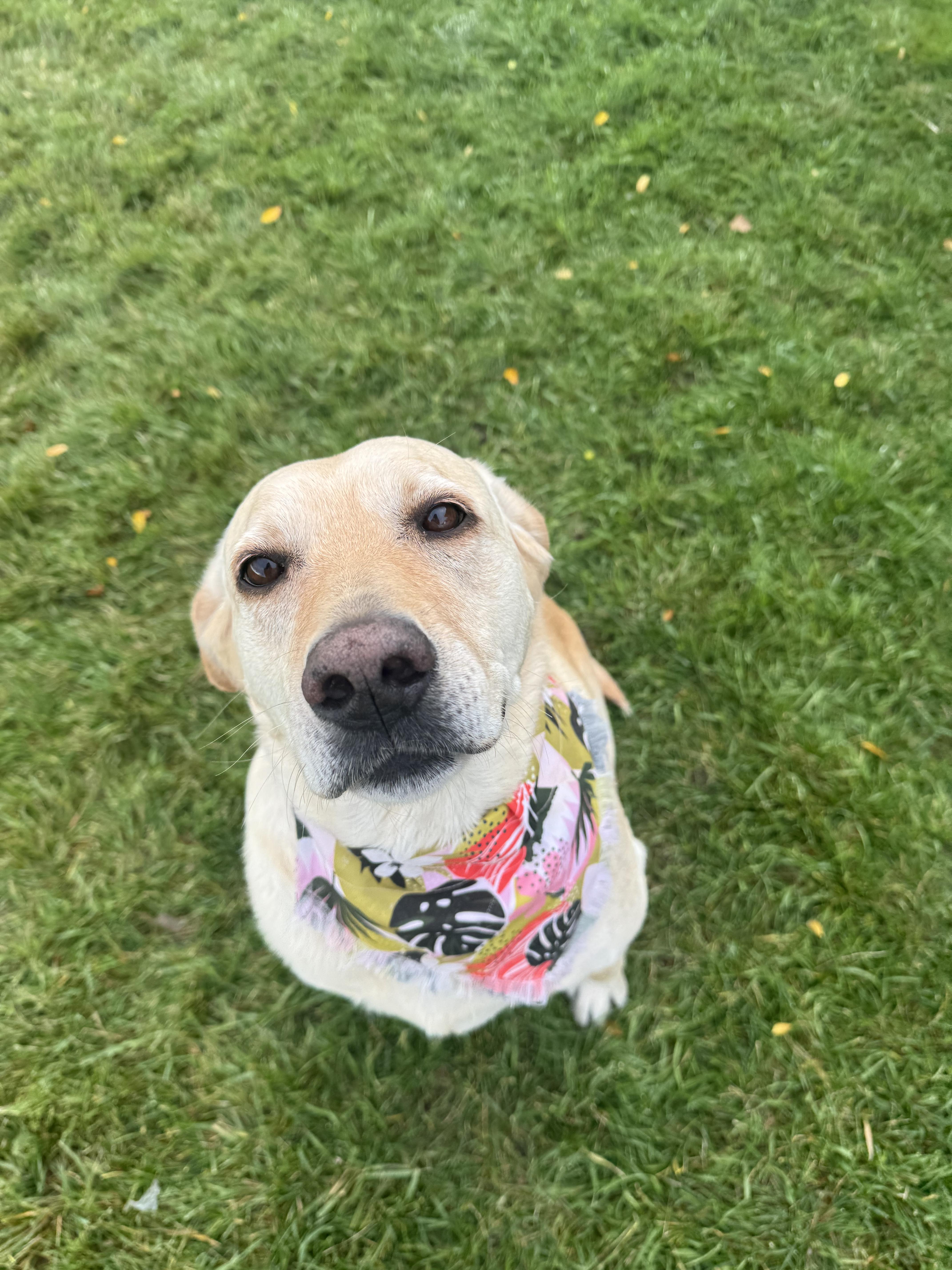 Akio (A-key-o), a Adoptable Yellow Labrador Retriever in Pocatello, ID image 4/6