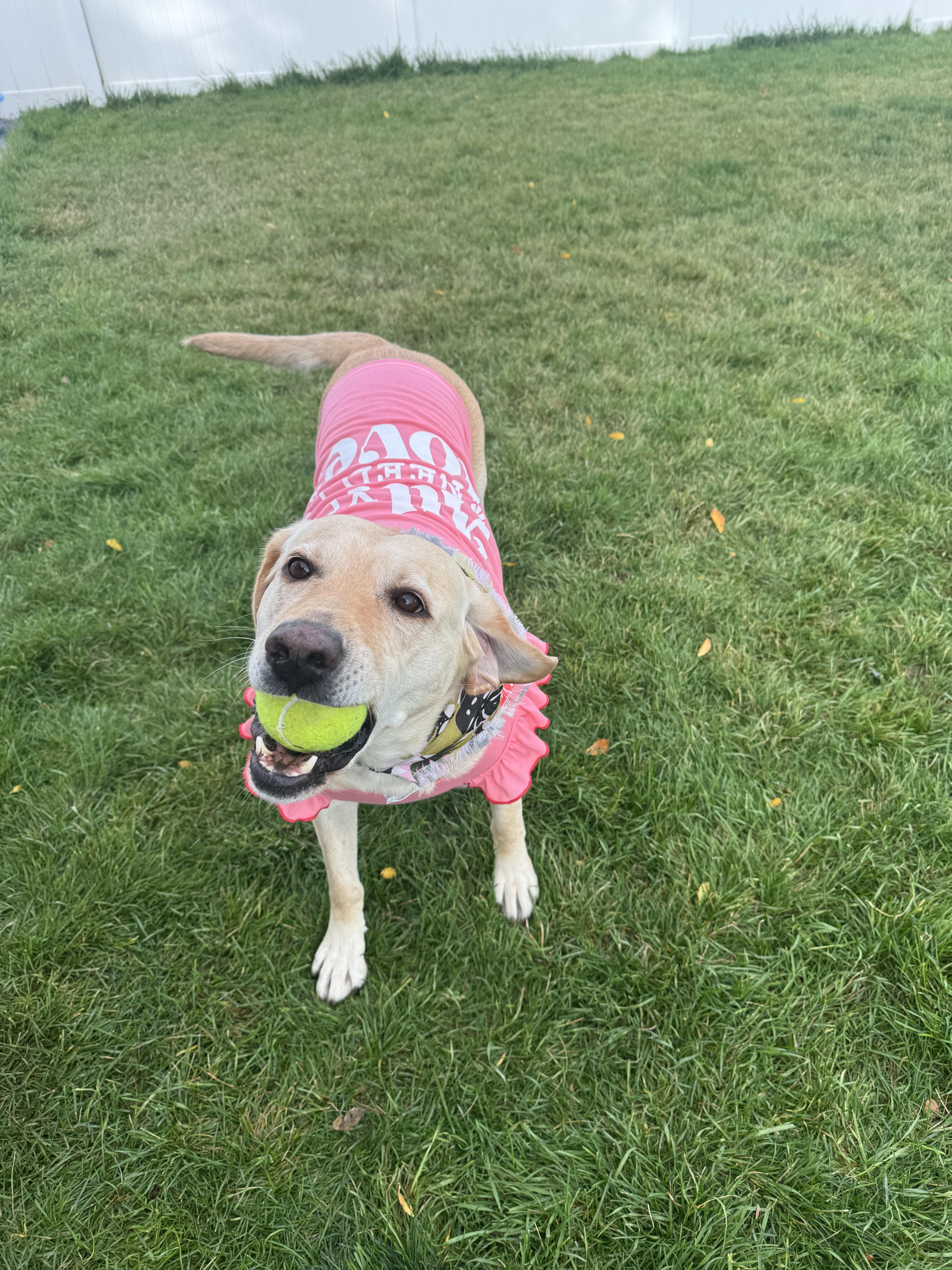 Akio (A-key-o), a Adoptable Yellow Labrador Retriever in Pocatello, ID image 5/6