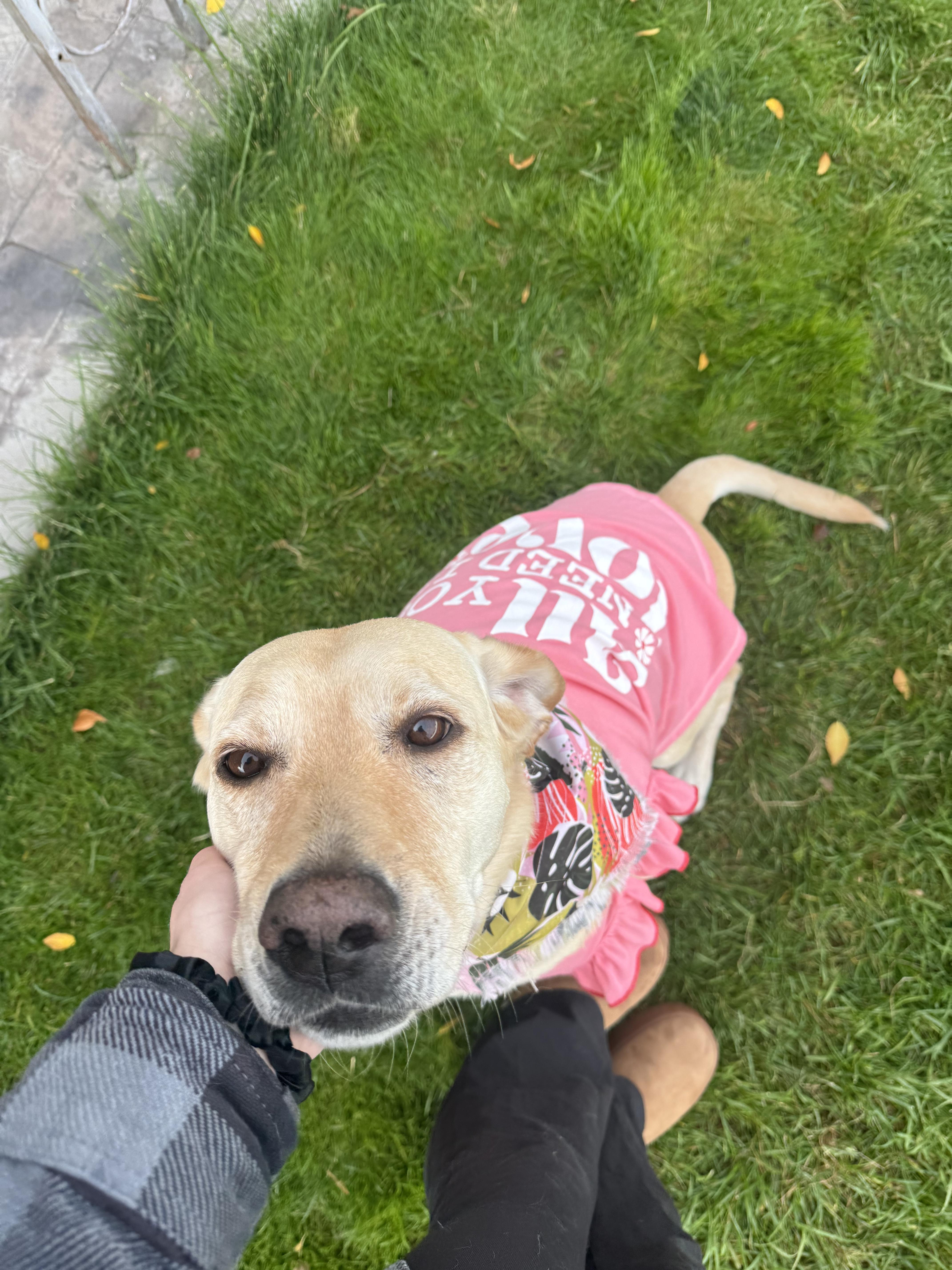 Akio (A-key-o), a Adoptable Yellow Labrador Retriever in Pocatello, ID image 6/6