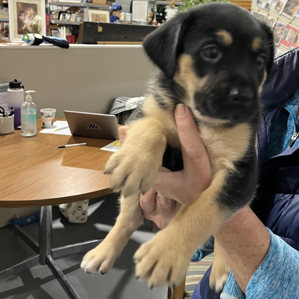 Annie(Orphan Litter), a Adoptable Mixed Breed in Lenoir, NC image 2/5