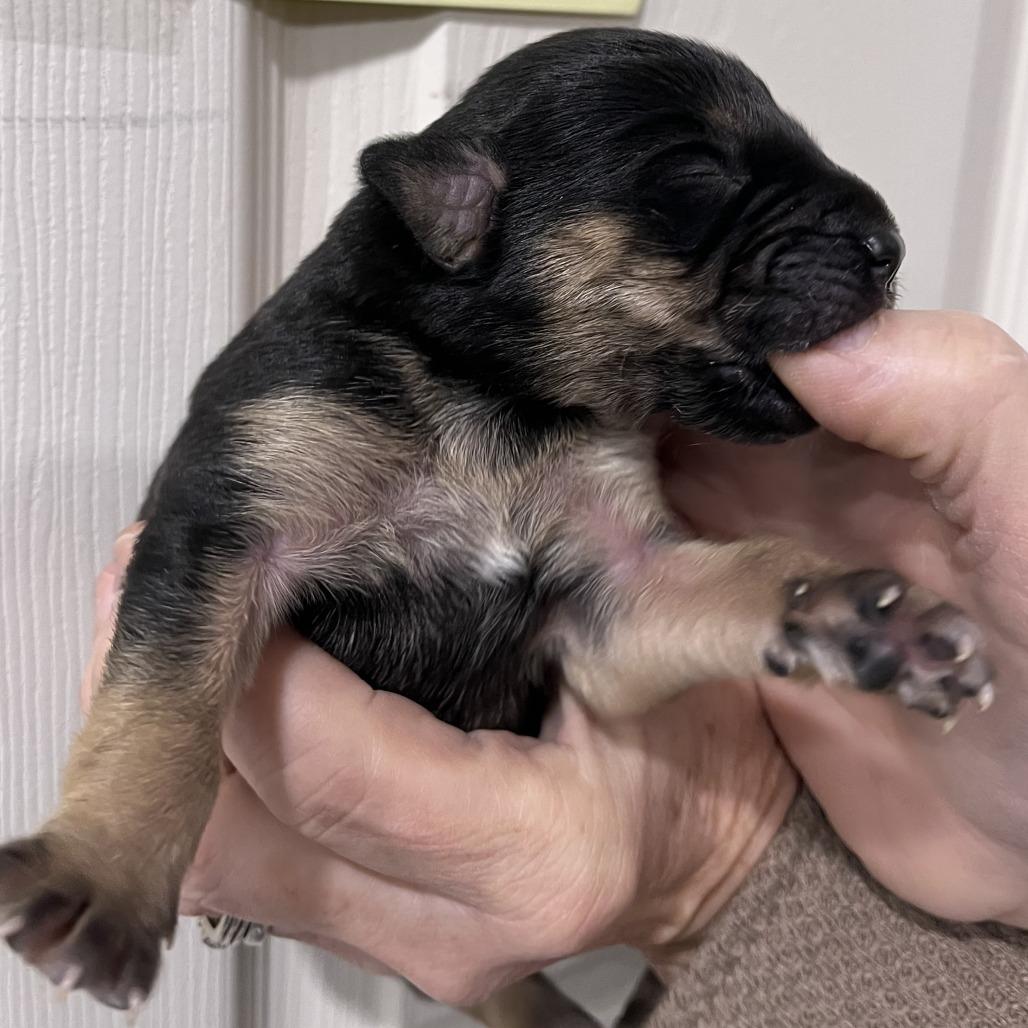 Annie(Orphan Litter), a Adoptable Mixed Breed in Lenoir, NC image 5/5