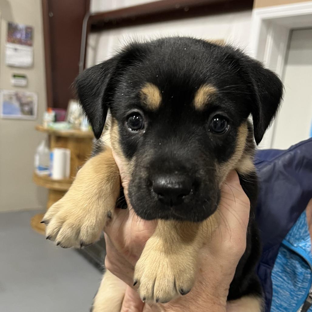 Annie(Orphan Litter), Adoptable, Puppy Female Mixed Breed.