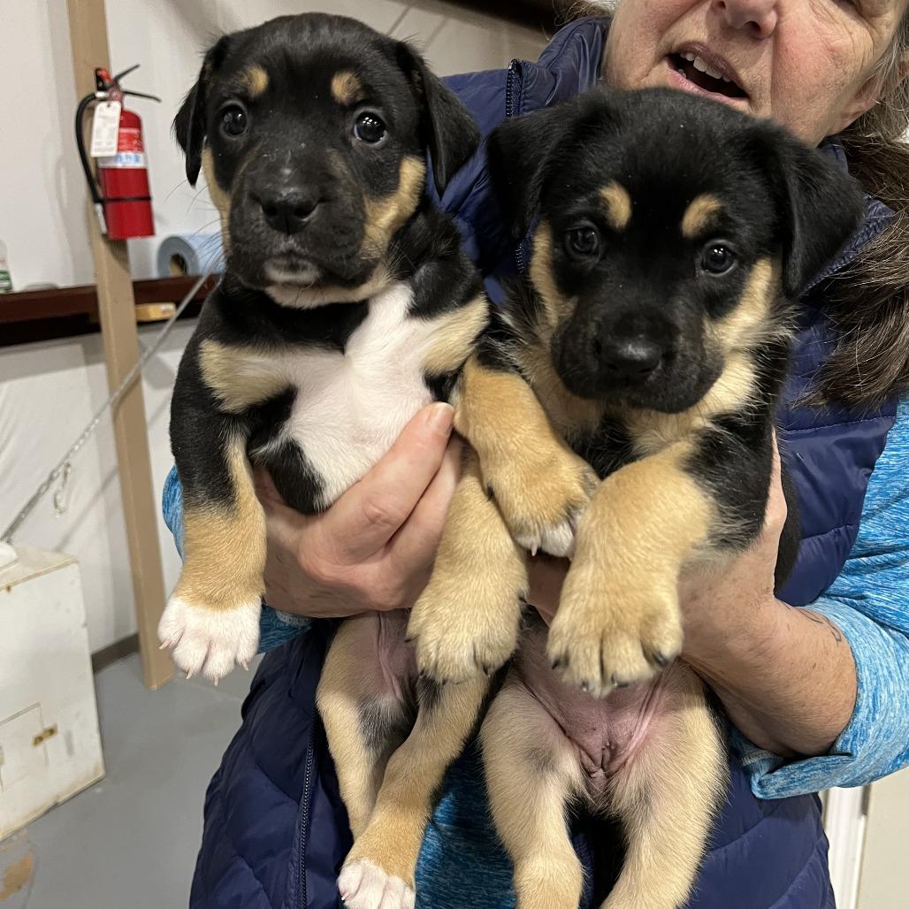 Annie(Orphan Litter), a Adoptable Mixed Breed in Lenoir, NC image 4/5