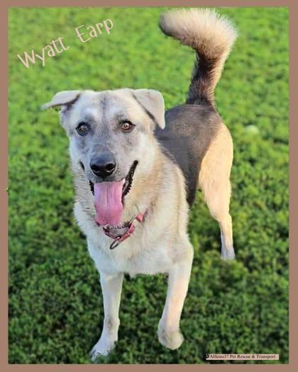 Wyatt Earp bonded to Doc Holiday, Adoptable, Adult Male Husky & Shepherd.