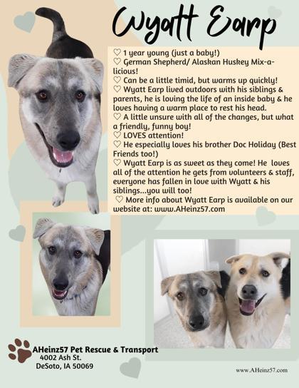Wyatt Earp bonded to Doc Holiday, Adoptable, Adult Male Husky & Shepherd.