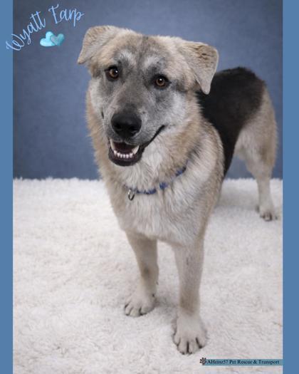 Enlarge Wyatt Earp bonded to Doc Holiday, a Adoptable mixed breed in De Soto, IA image 3/4