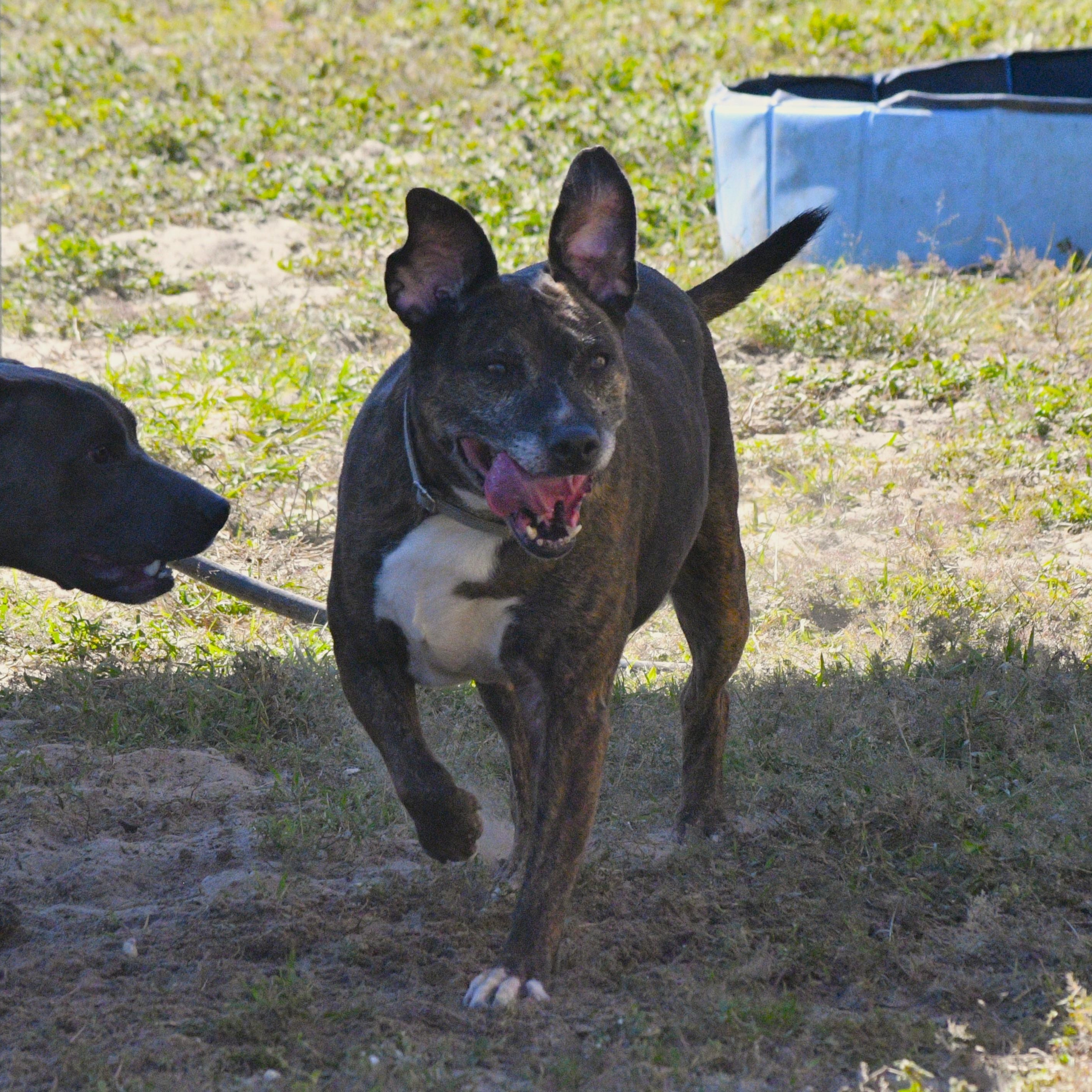 Enlarge Mandy, an adopted mixed breed in Defuniak Springs, FL image 3/3