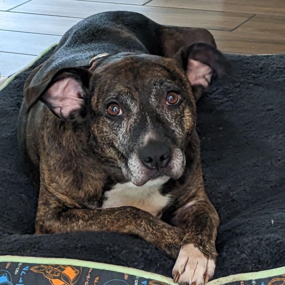 Enlarge Mandy, an adopted mixed breed in Defuniak Springs, FL image 1/3