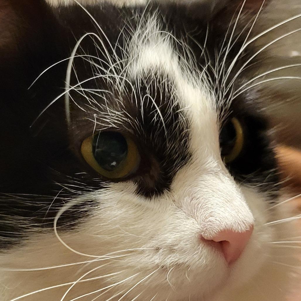 Bette, Adoptable, Young Female Domestic Medium Hair.