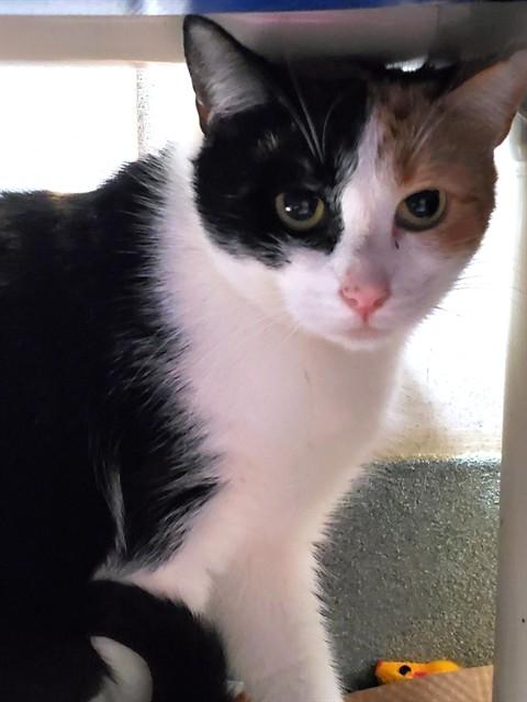 Enlarge EDITH, a Adoptable Domestic Short Hair in Boston, MA image 1/1