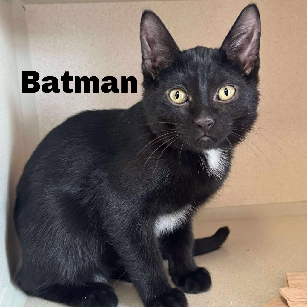 Enlarge Batman 250842, a Adoptable Domestic Short Hair in Escanaba, MI image 1/1