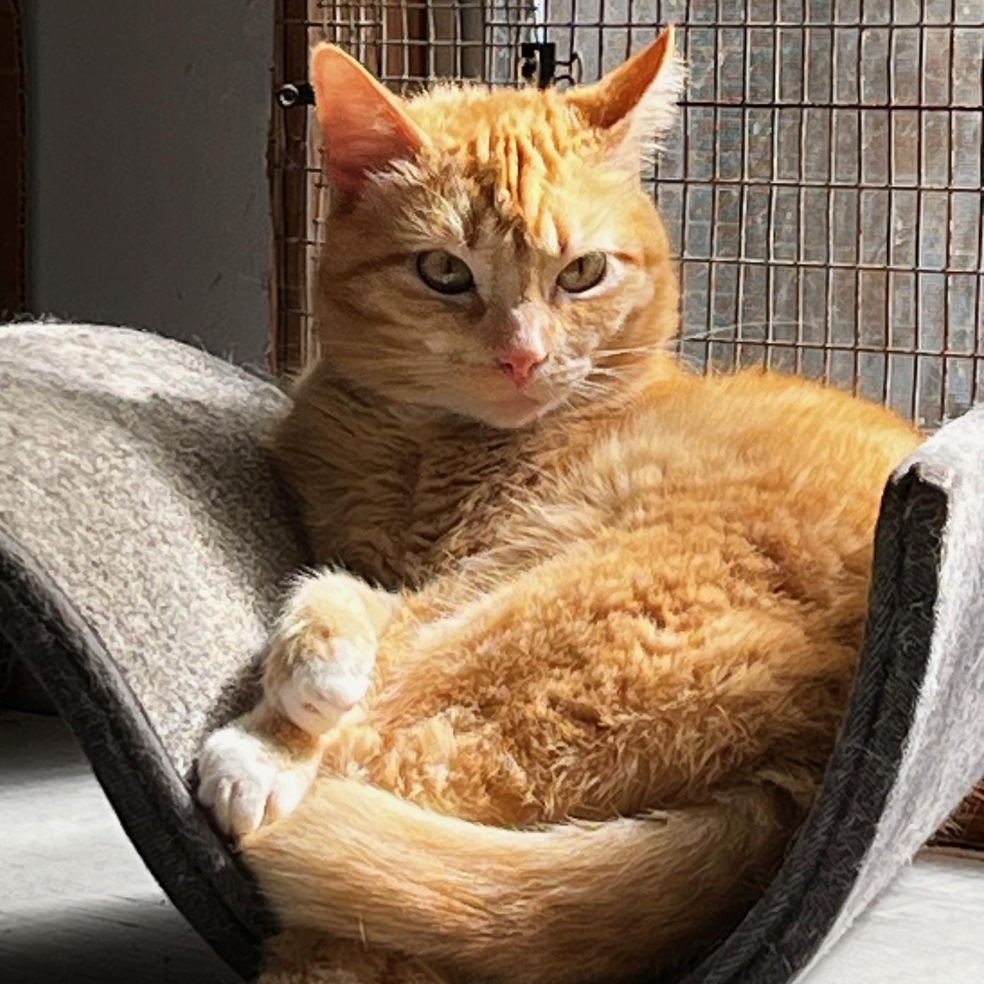 Enlarge Tommy, a Adoptable mixed breed in Sarasota, FL image 5/5