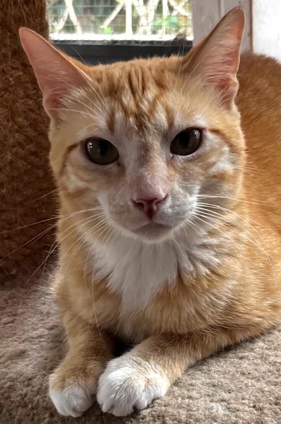 Tommy, Adoptable, Young Male Tabby.