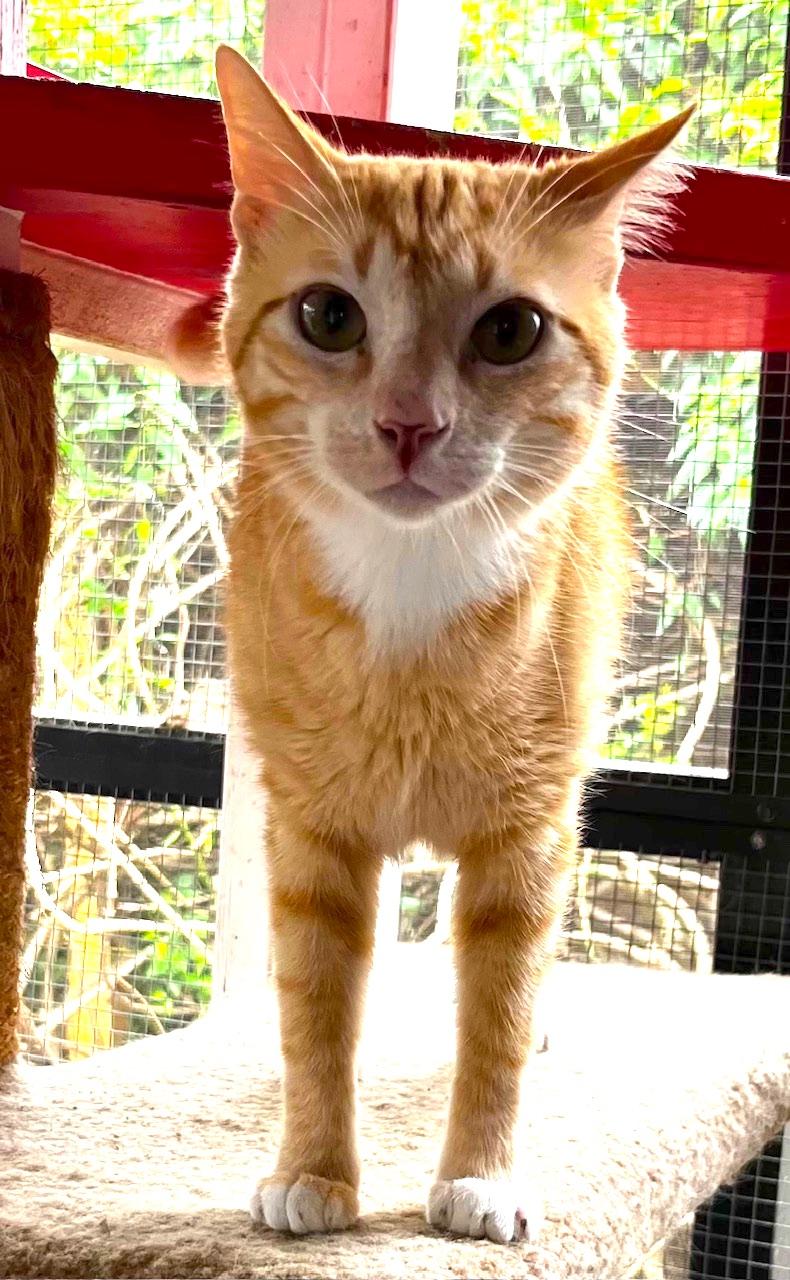 Enlarge Tommy, a Adoptable mixed breed in Sarasota, FL image 2/6