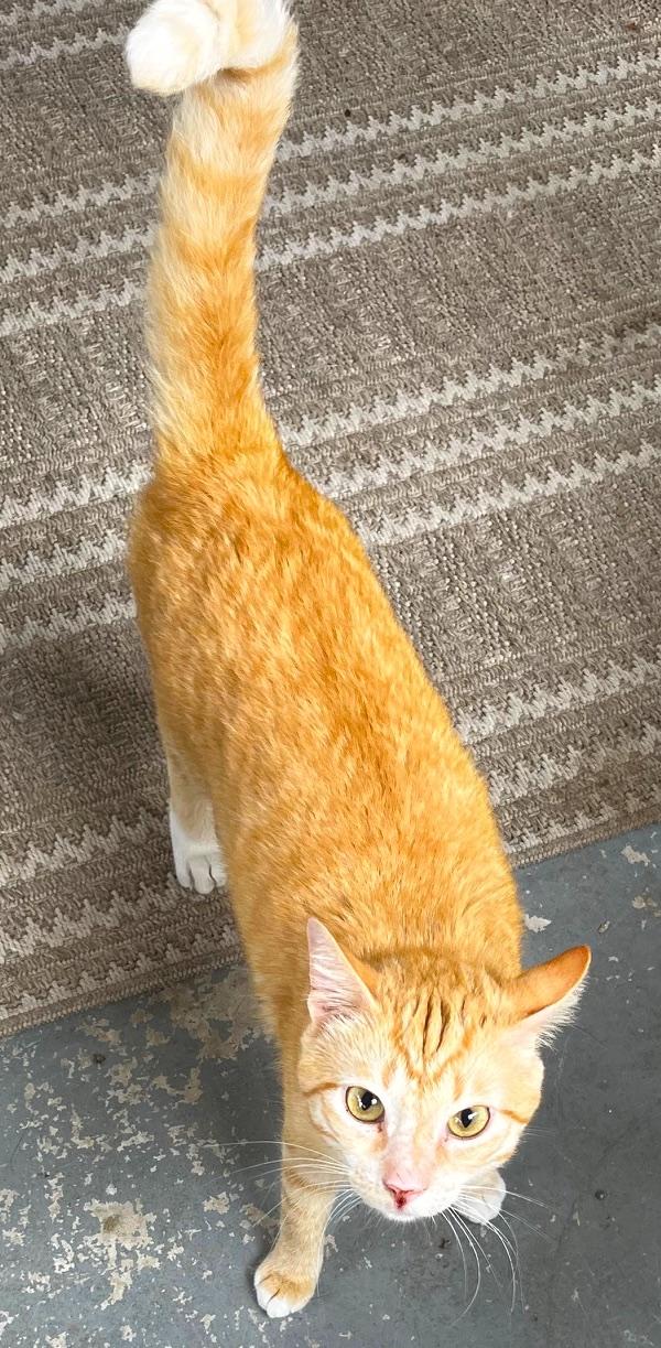 Enlarge Tommy, a Adoptable mixed breed in Sarasota, FL image 3/6