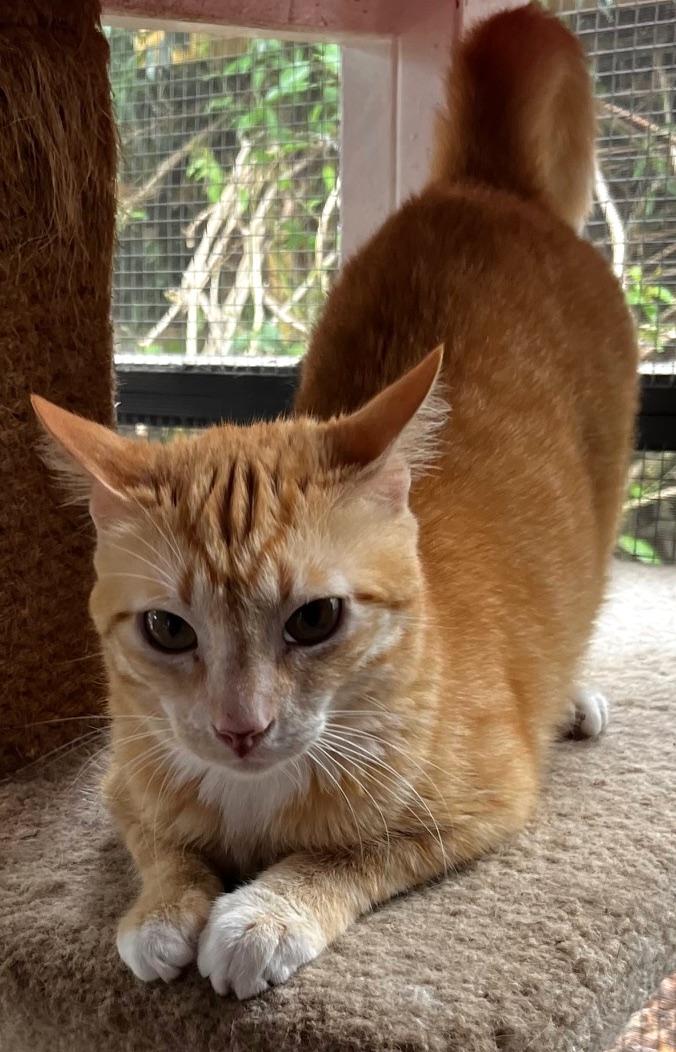 Enlarge Tommy, a Adoptable mixed breed in Sarasota, FL image 4/6