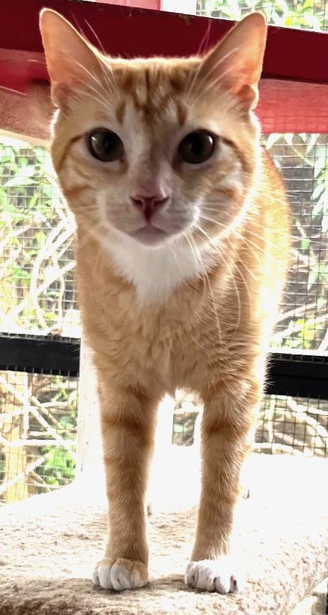 Enlarge Tommy, a Adoptable mixed breed in Sarasota, FL image 5/6