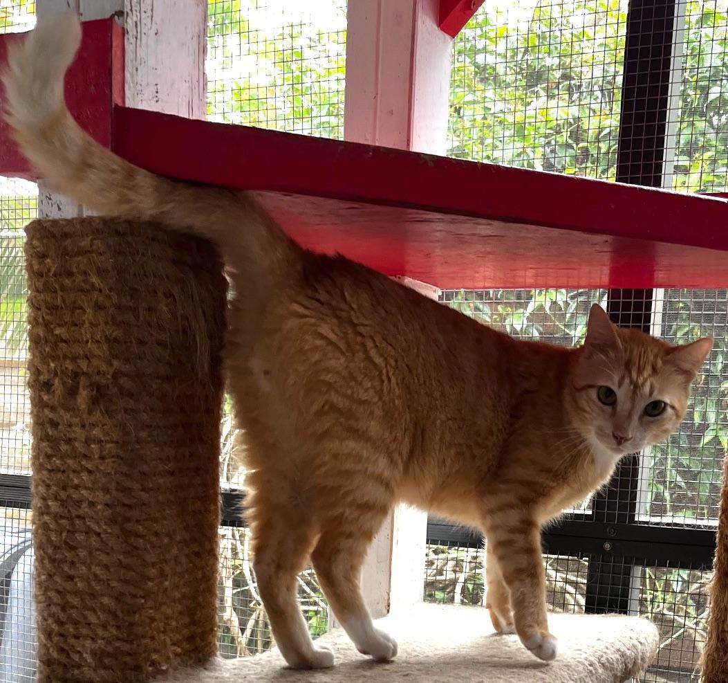 Enlarge Tommy, a Adoptable mixed breed in Sarasota, FL image 6/6