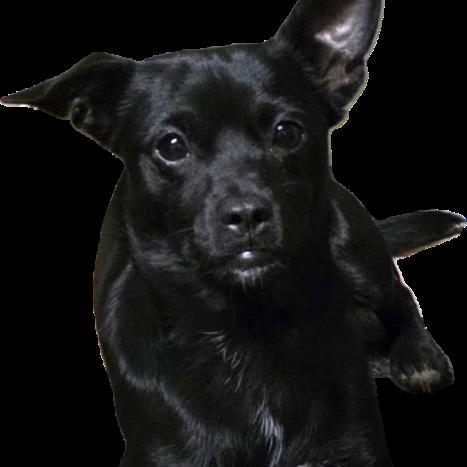 AURO-Alvin, a Adoptable mixed breed in Aurora, MO image 2/4