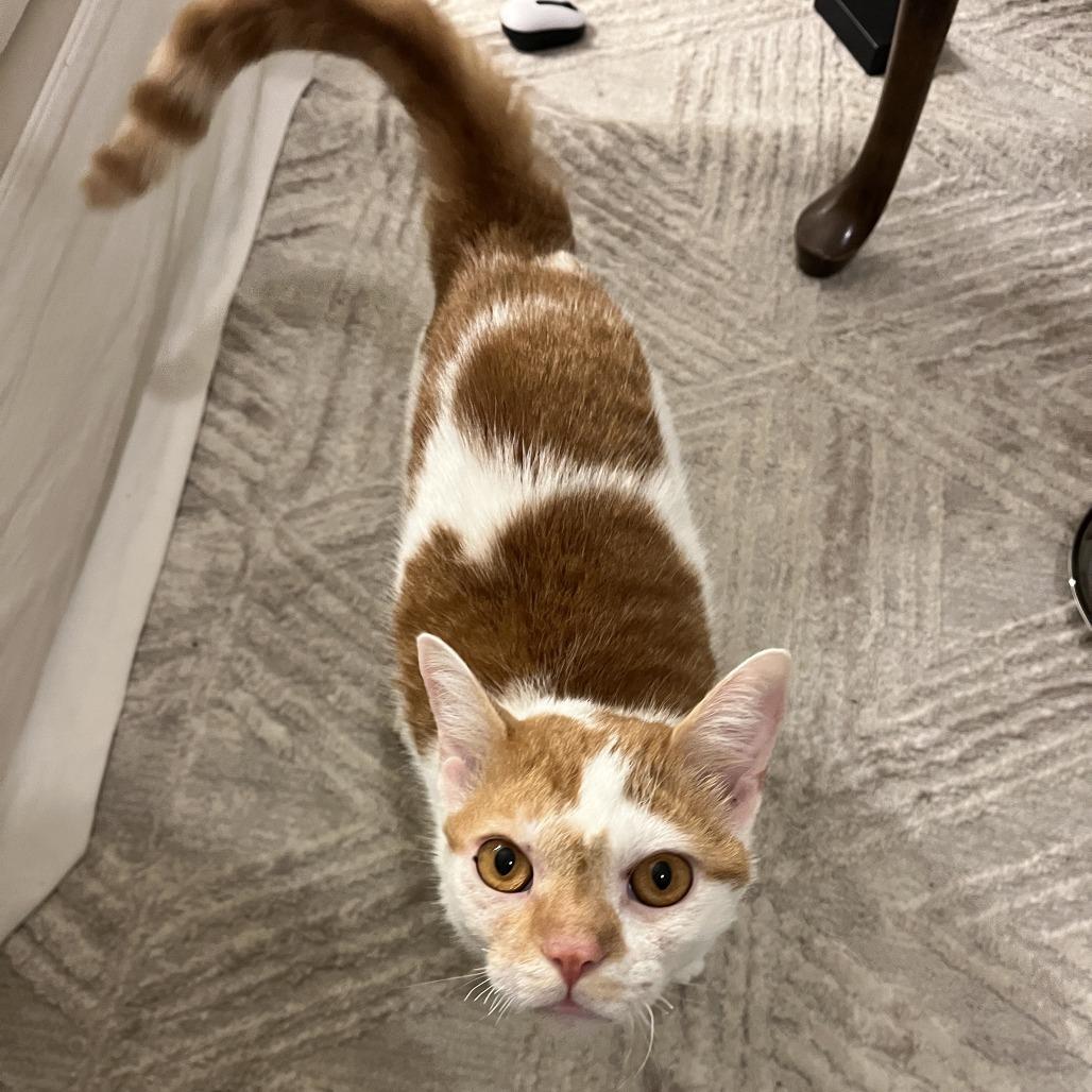 Enlarge Cosmo, a Adoptable Domestic Short Hair in Jupiter, FL image 1/1