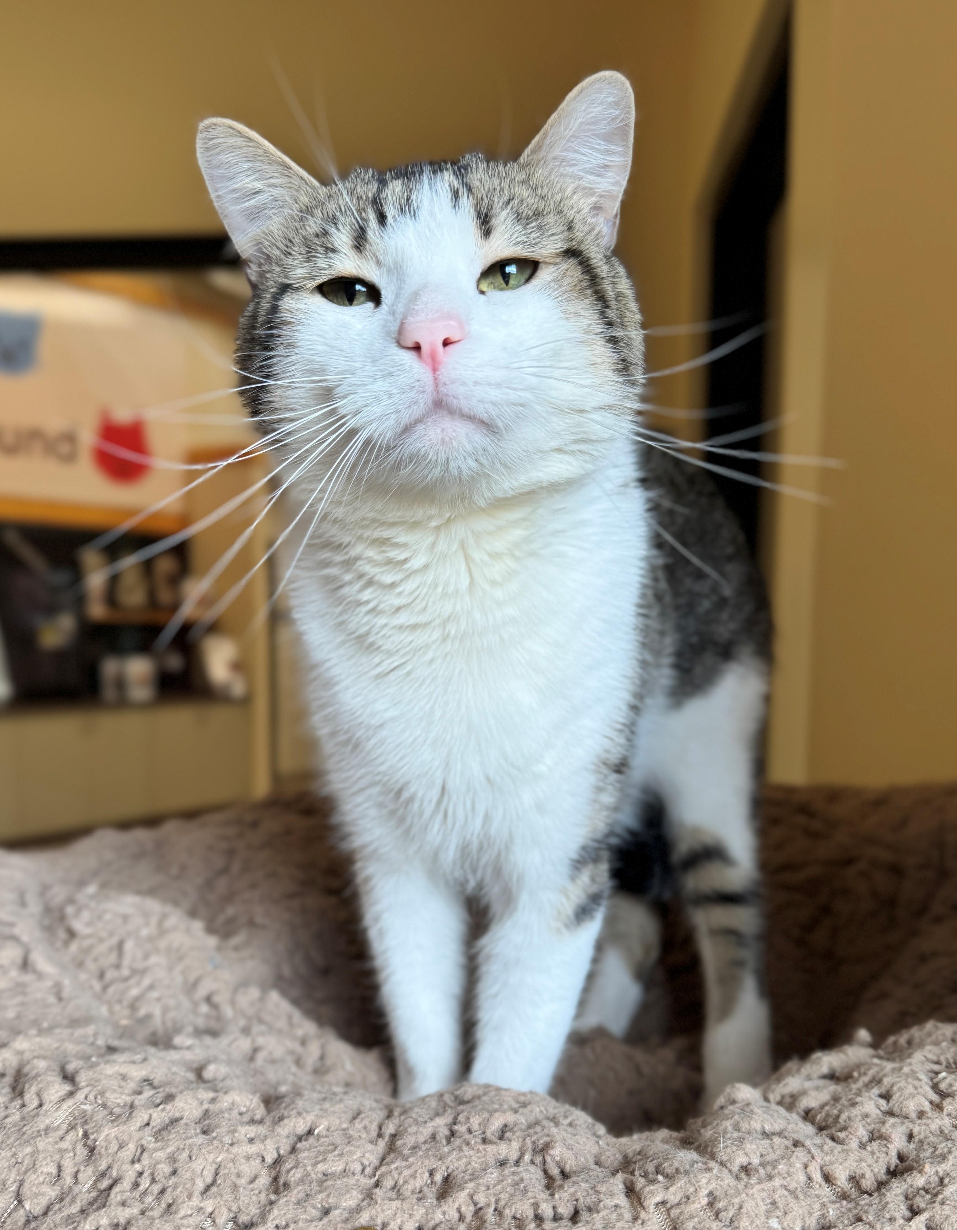 Marah, an adoptable Domestic Short Hair in Hackensack, MN, 56452 | Photo Image 2